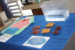 新城小学校・理科の授業におジャマしました～